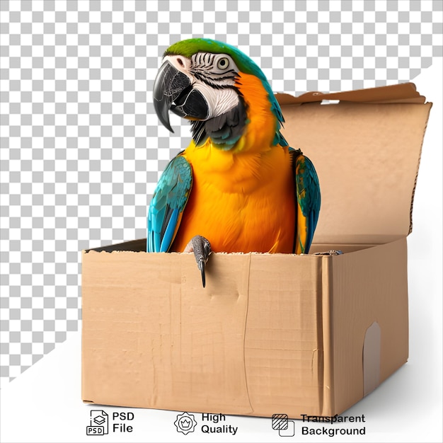 Parrot Standing on a Box No Background