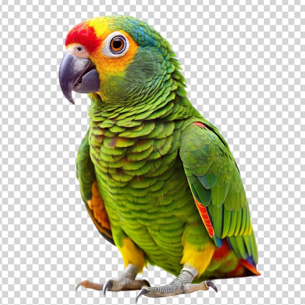 A parrot with a colorful plumage standing on transparent background