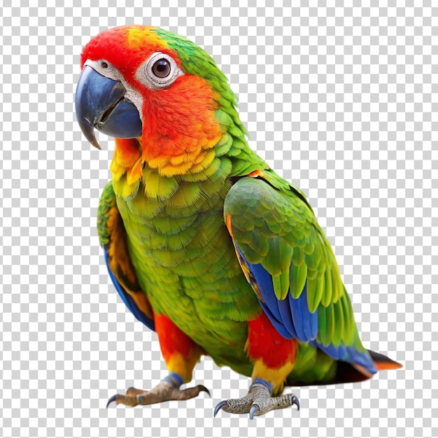 A parrot with a colorful plumage standing on transparent background