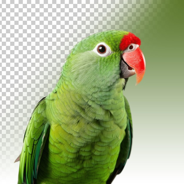 Parrot with a red beak and a red beak transparent background