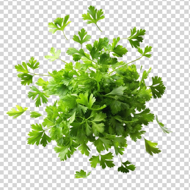 Parsley falling isolated on transparent background