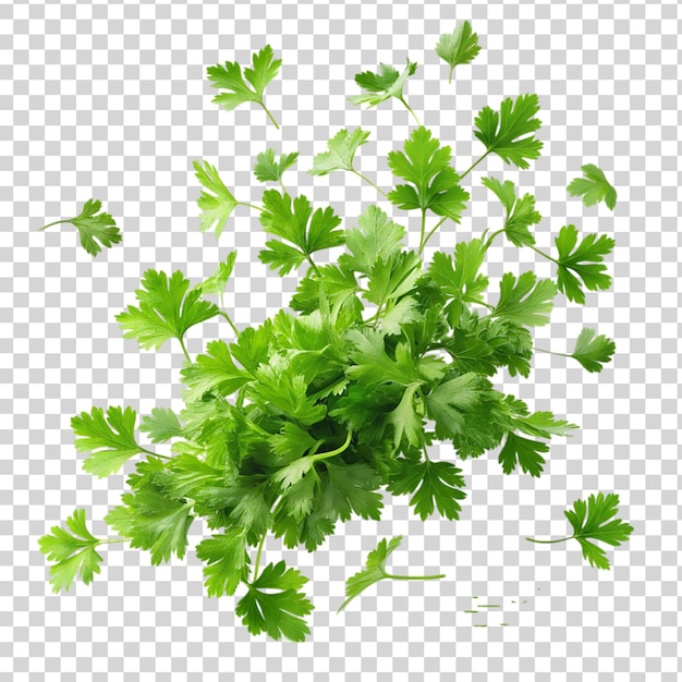 Parsley falling isolated on transparent background