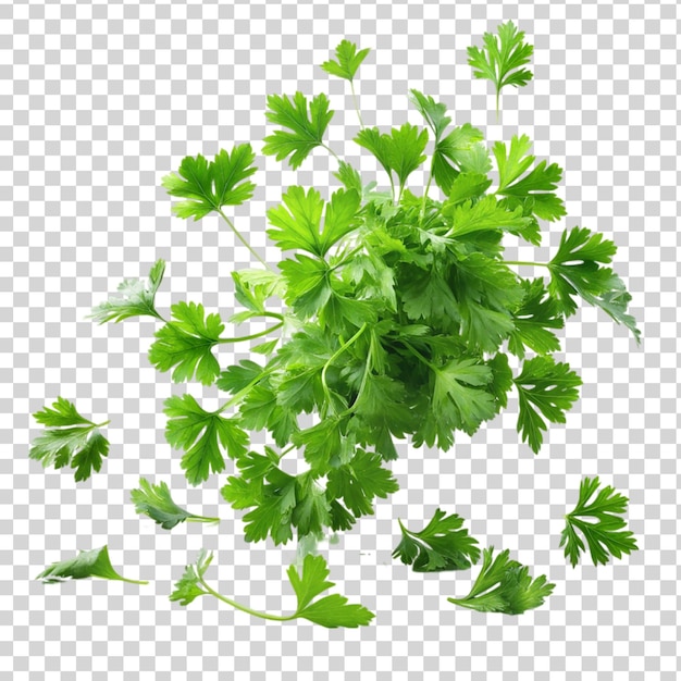 Parsley falling isolated on transparent background