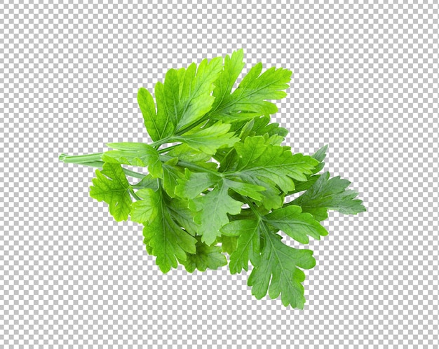 Parsley herb isolated on alpha layer