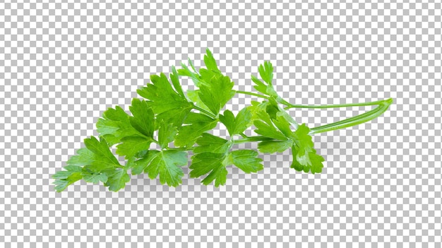 Parsley isolated on alpha layer