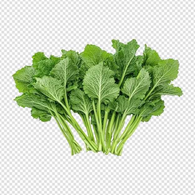 parsley isolated on transparent background cut out