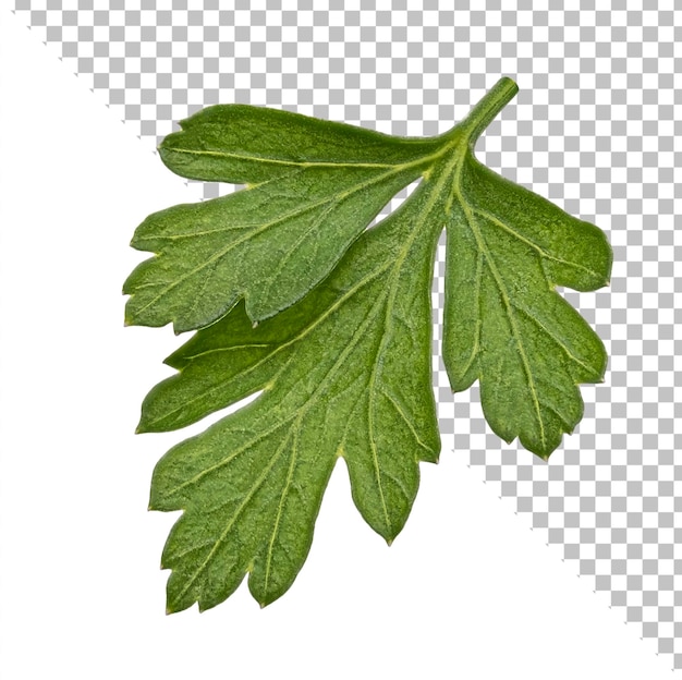 Parsley leaves isolated on white background