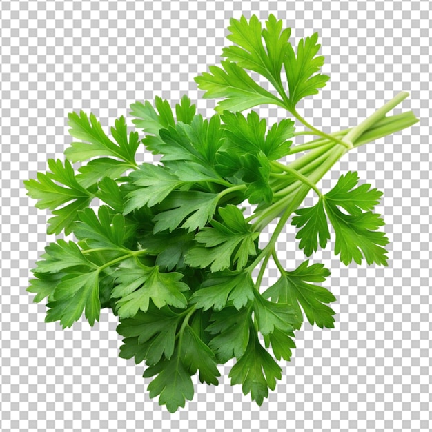 Parsley leaves