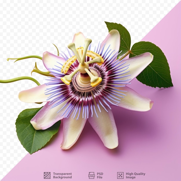 PSD passiflora edulis commonly known as passionfruit is a type of flower