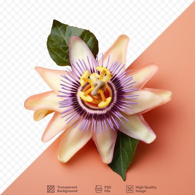 PSD passiflora edulis commonly known as passionfruit is a type of flower