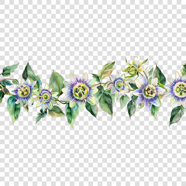 PSD passionflower flower elementon transparent background