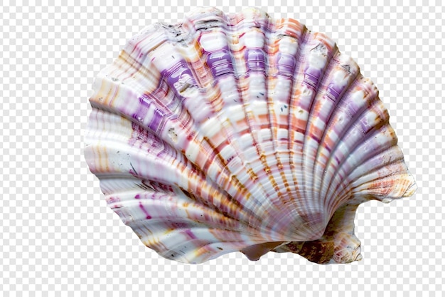 pastel sea shell isolated on transparent background