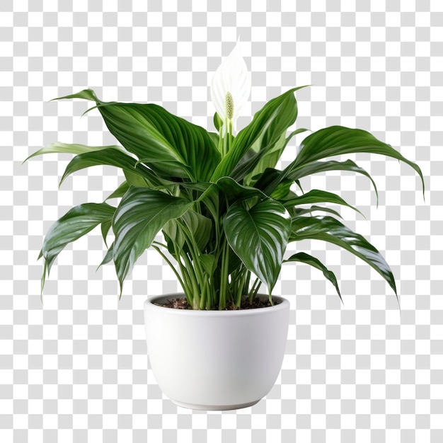 Peace lily indoor plant decor