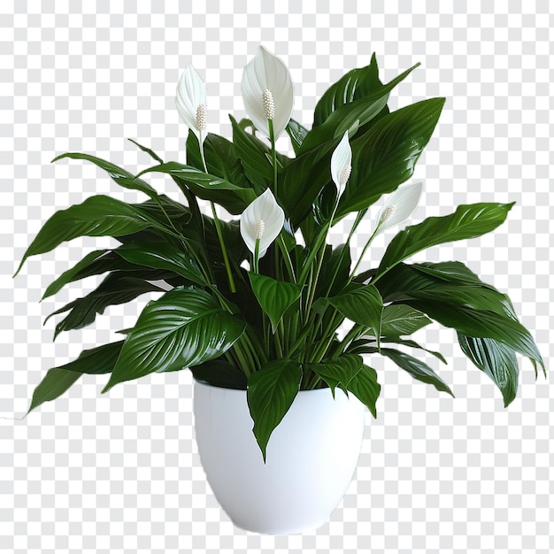 Peace Lily Plant on transparent background generative by ai