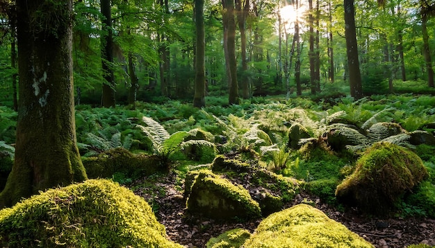 PSD a peaceful woodland with ferns and mosscovered rocks