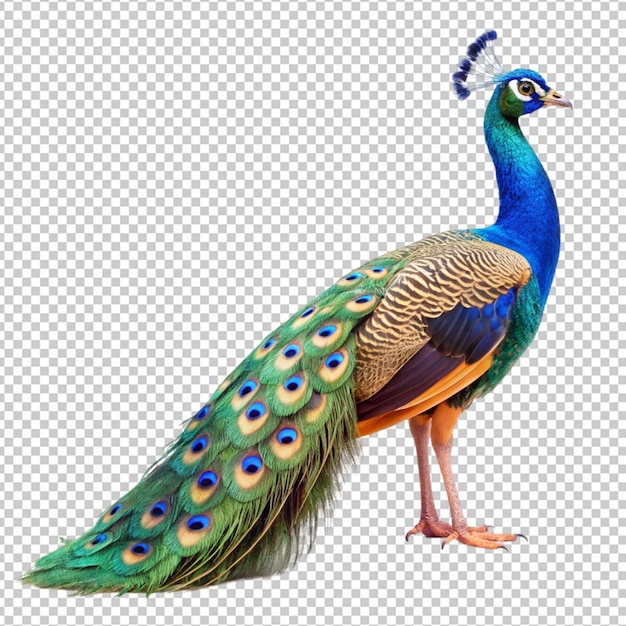 peacock bird isolated