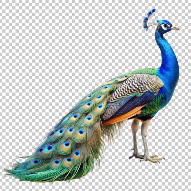 Peacock bird