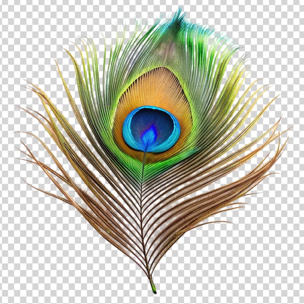 A peacock feather with a blue eye in the center on transparent background