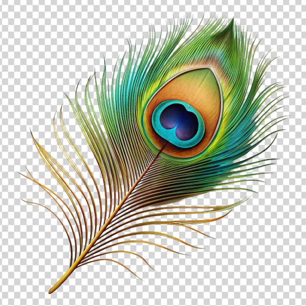 A peacock feather with a blue eye