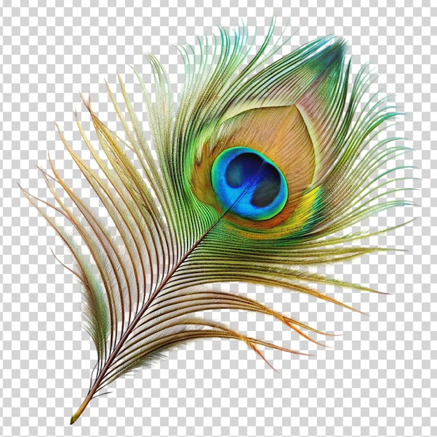 A peacock feather with a blue eye