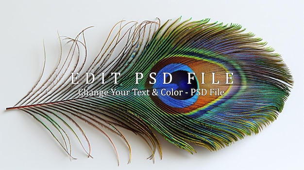 PSD peacock feather with eye detail