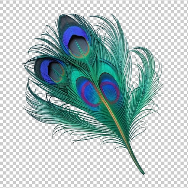 peacock feather