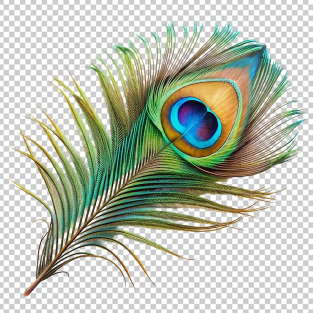 Peacock feathers png