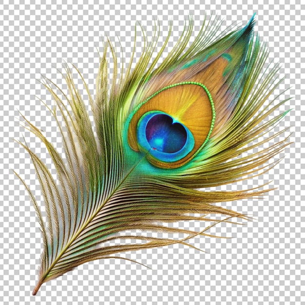 Peacock feathers png