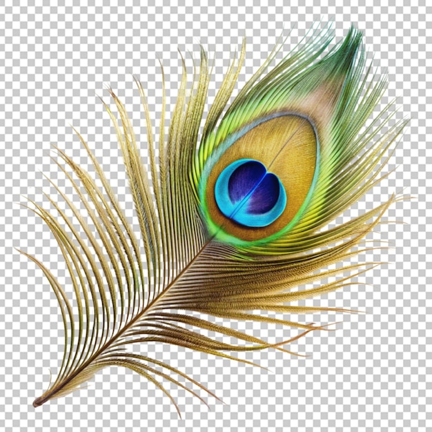 Peacock feathers png