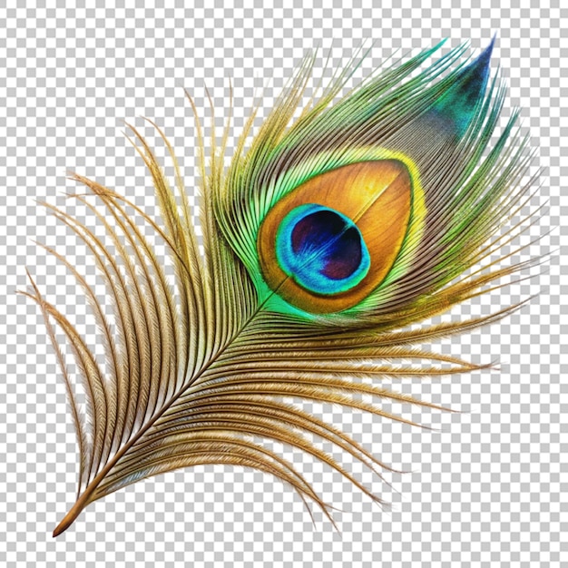 Peacock feathers png