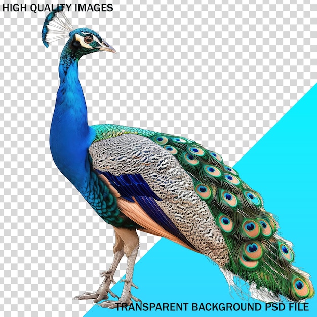 a peacock with a blue background that says quot high tech quot