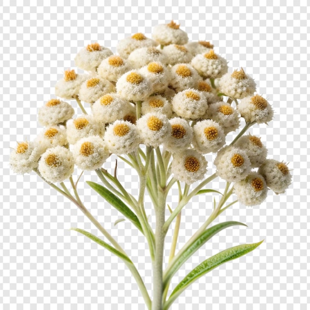 PSD pearly everlasting flower isolated on transparent background