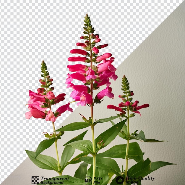 PSD penstemon flower isolated on transparent background