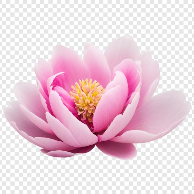 Peony flower png isolated on transparent background