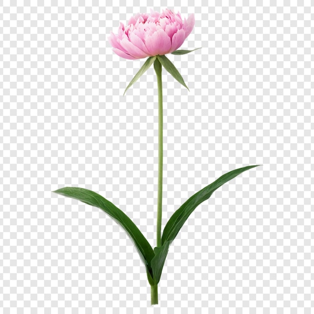 Peony flower png isolated on transparent background