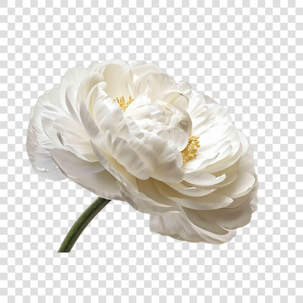 Persian Buttercup flower plant element realisticon transparent background