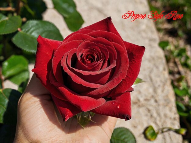 a person holds a red rose that says a name on it