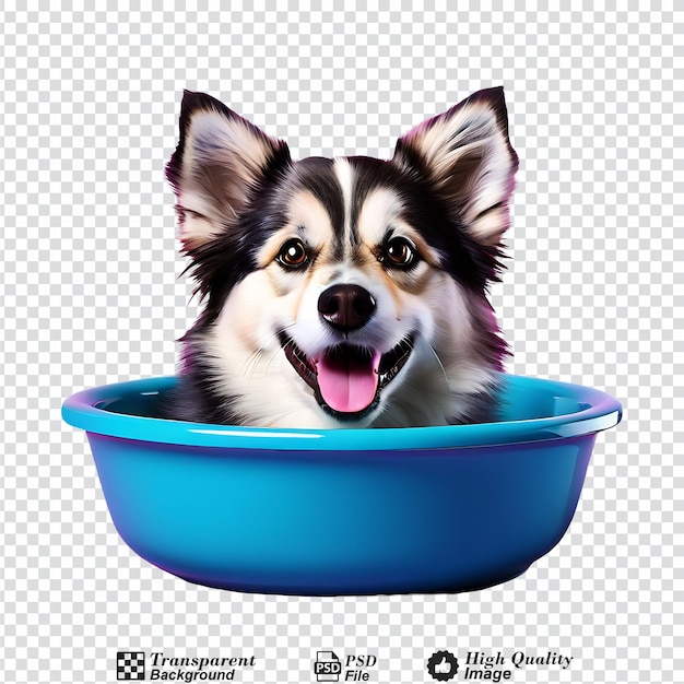 pet food bowl isolated on transparent background