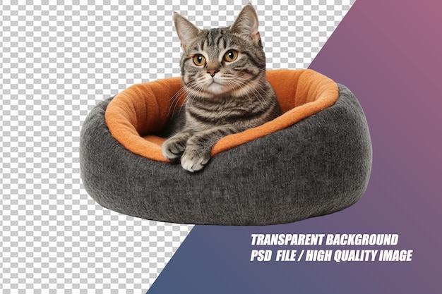 Pet Needs on Transparent Background PSD File