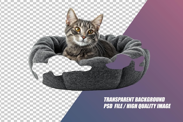 PSD pet needs on transparent background psd file