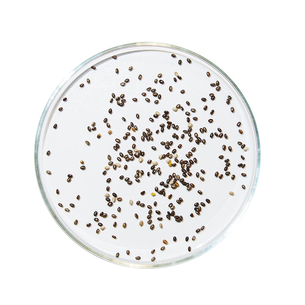 Petri dish with drops of gel and seeds on an empty background PNG