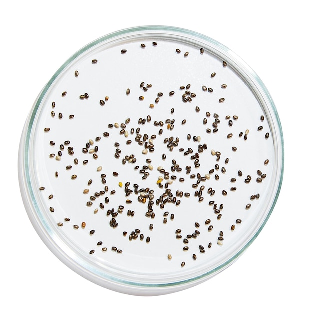 Petri dish with drops of gel and seeds on an empty background PNG