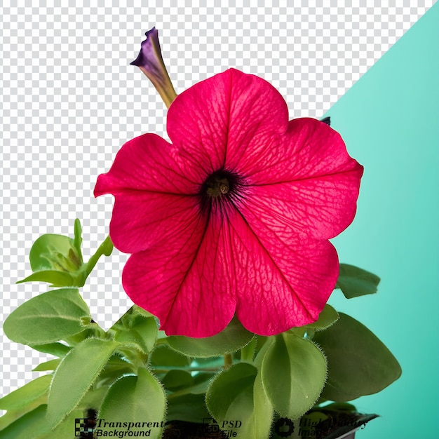 PSD petunia flower isolated on transparent background