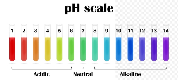 PSD the ph value scale chart for acid and alkaline solutions in the test tubes ph color chart diagram