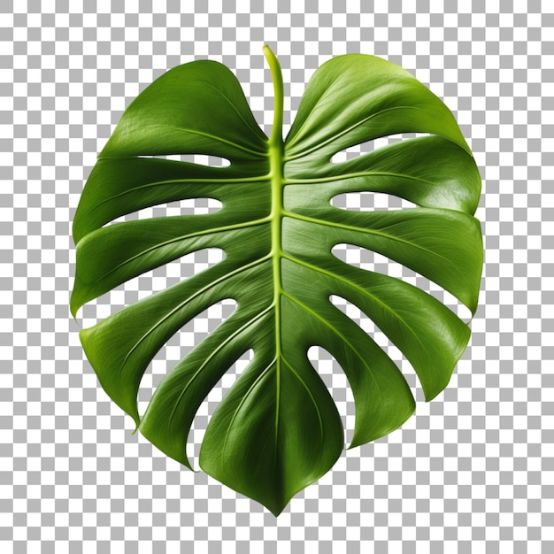 Philodendron leaf on transparent background