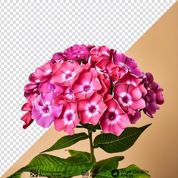 PSD phlox flower isolated on transparent background