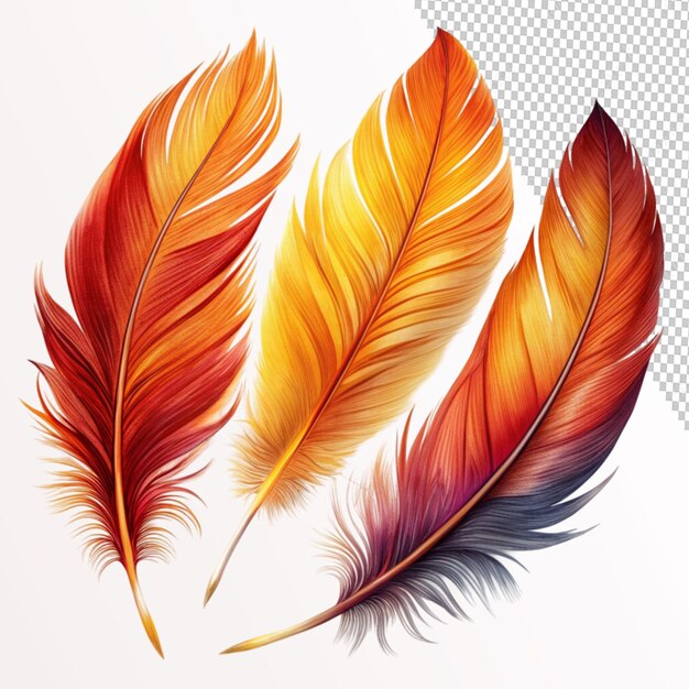 PSD phoenix feather set on transparent background