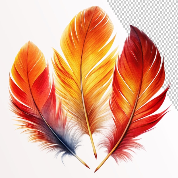 phoenix feather set on transparent background