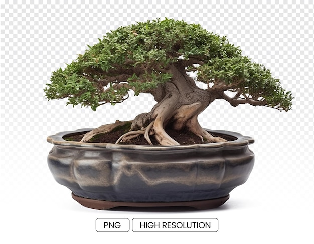 Photo of a bonsai tree in a round shallow elegant pot with a transparent background