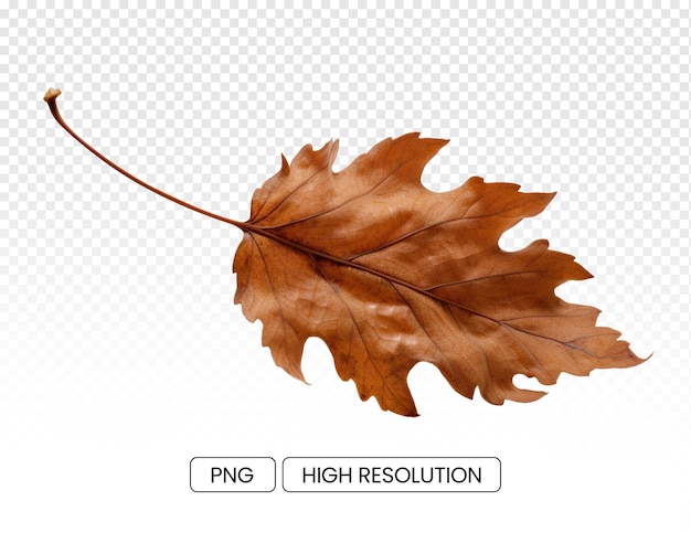 A photo of a dry oak leaf that appears to be flying against a transparent background